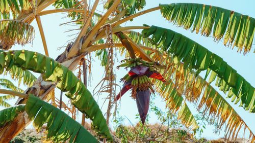 Free An outdoor view of a banana tree with green bananas and plantains hanging under a clear blue sky. Stock Photo