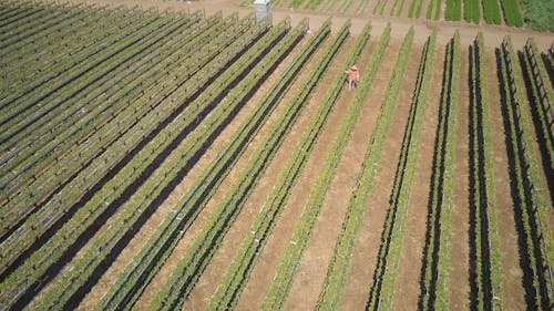Gratis stockfoto met akkerland, dronefoto, landbouw