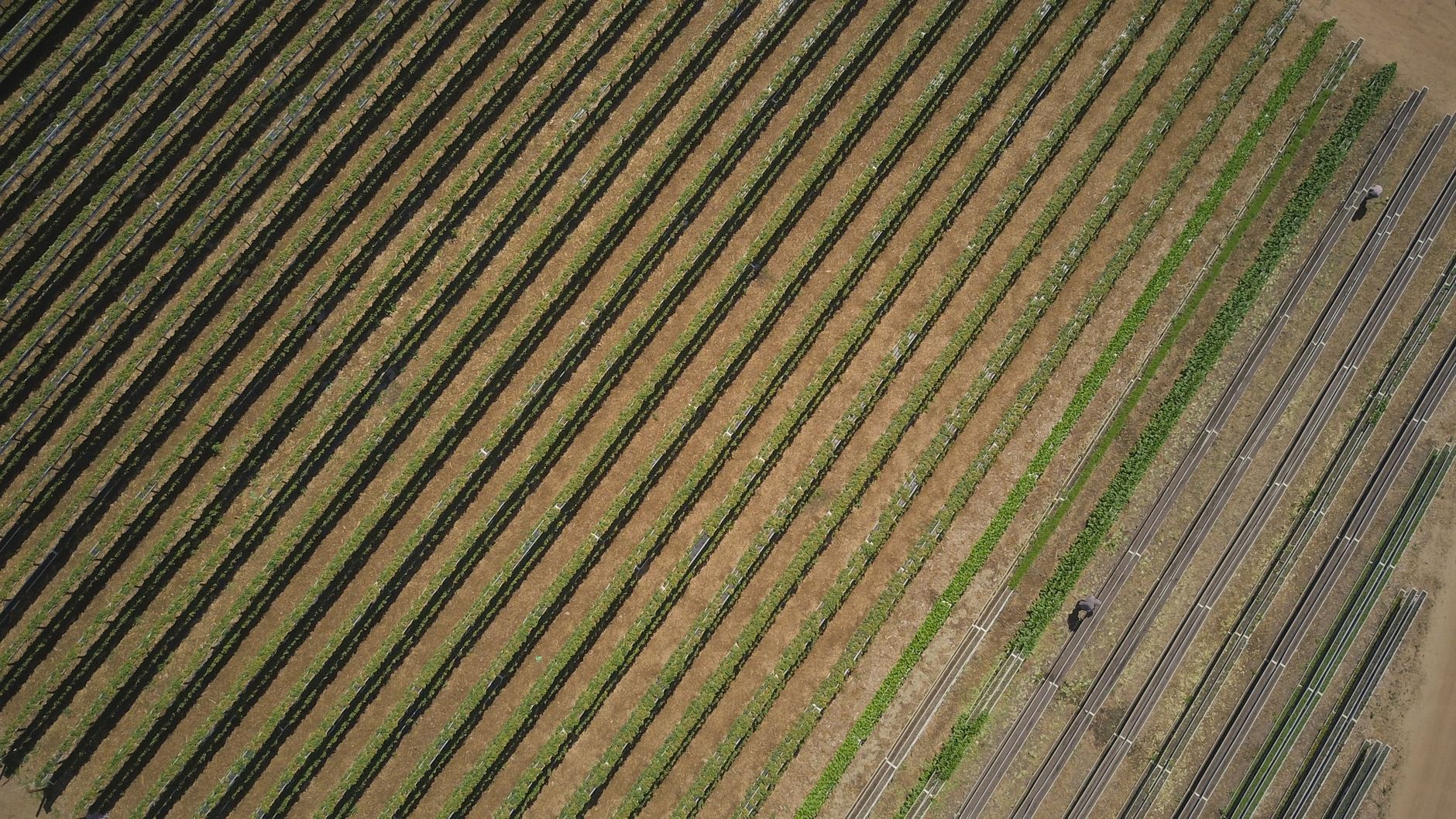 Nela Agro Revolution