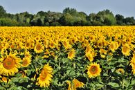 Expansive field of bright yellow sunflowers blossoming under clear skies.