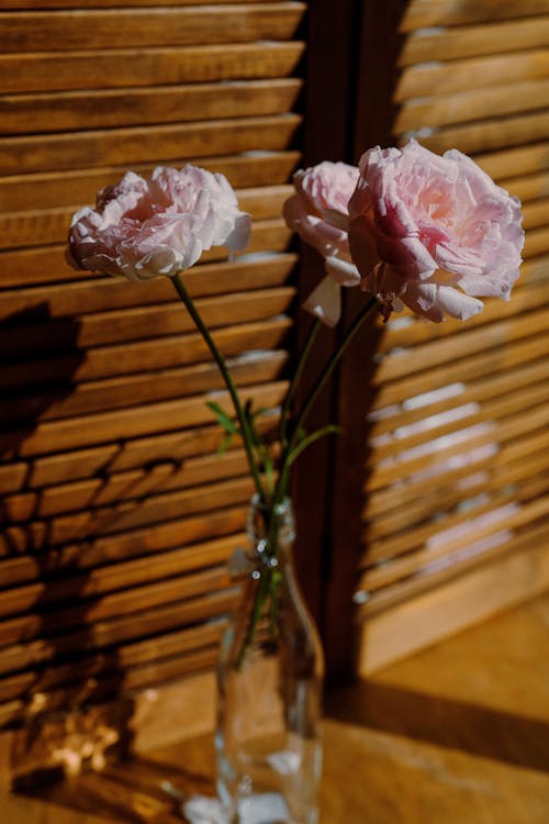 Free Glass vase with fresh fragrant pink peonies in transparent glass bottle placed near wooden shutters at sunshine Stock Photo