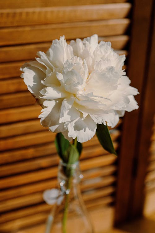 Fresh blooming flower in glass vase