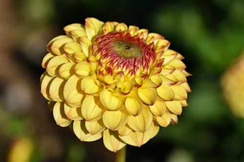 Selective Focus of Dahlia Flower