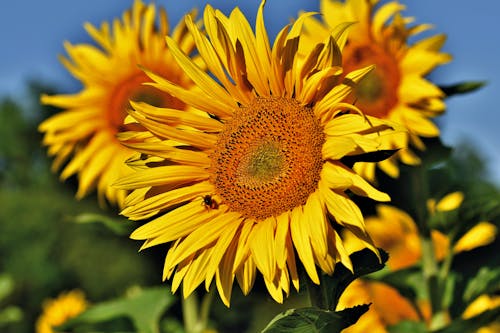 Close-Up Shot of Vibrant Sunflowers in Bloom