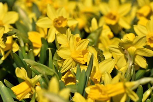 Free Bright yellow daffodils blooming in springtime, showcasing nature's beauty. Stock Photo