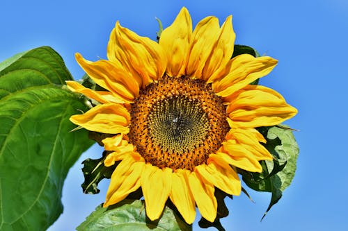 Yellow Sunflower in Close-up Photography