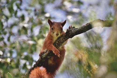 Close-Up Shot of a Brown Squirrel on a Tree Branch