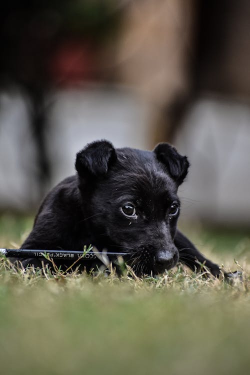 Selective Focus of a Black Puppy on the Ground