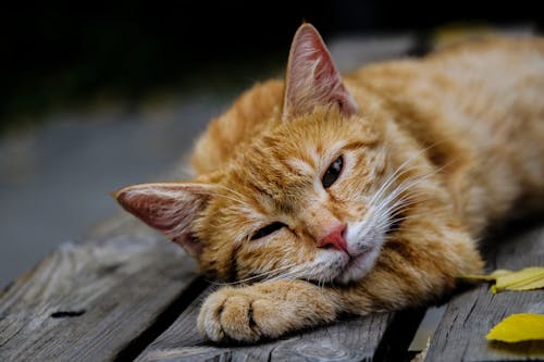 Close-Up Shot of an Orange Cat Lying on a Wooden Plank