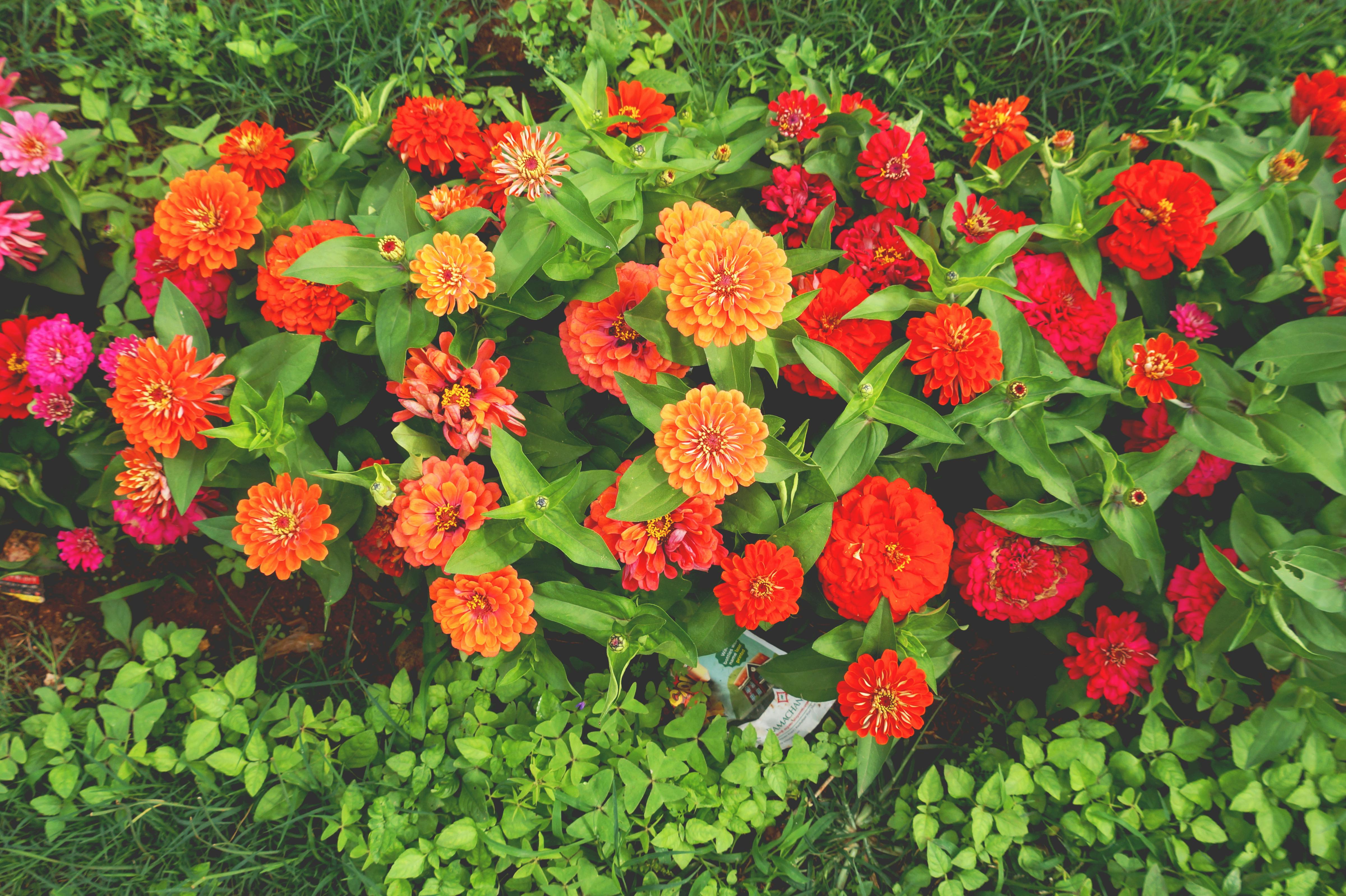 vibrant Zinnias in a garden bed - easy to care for flowering plants