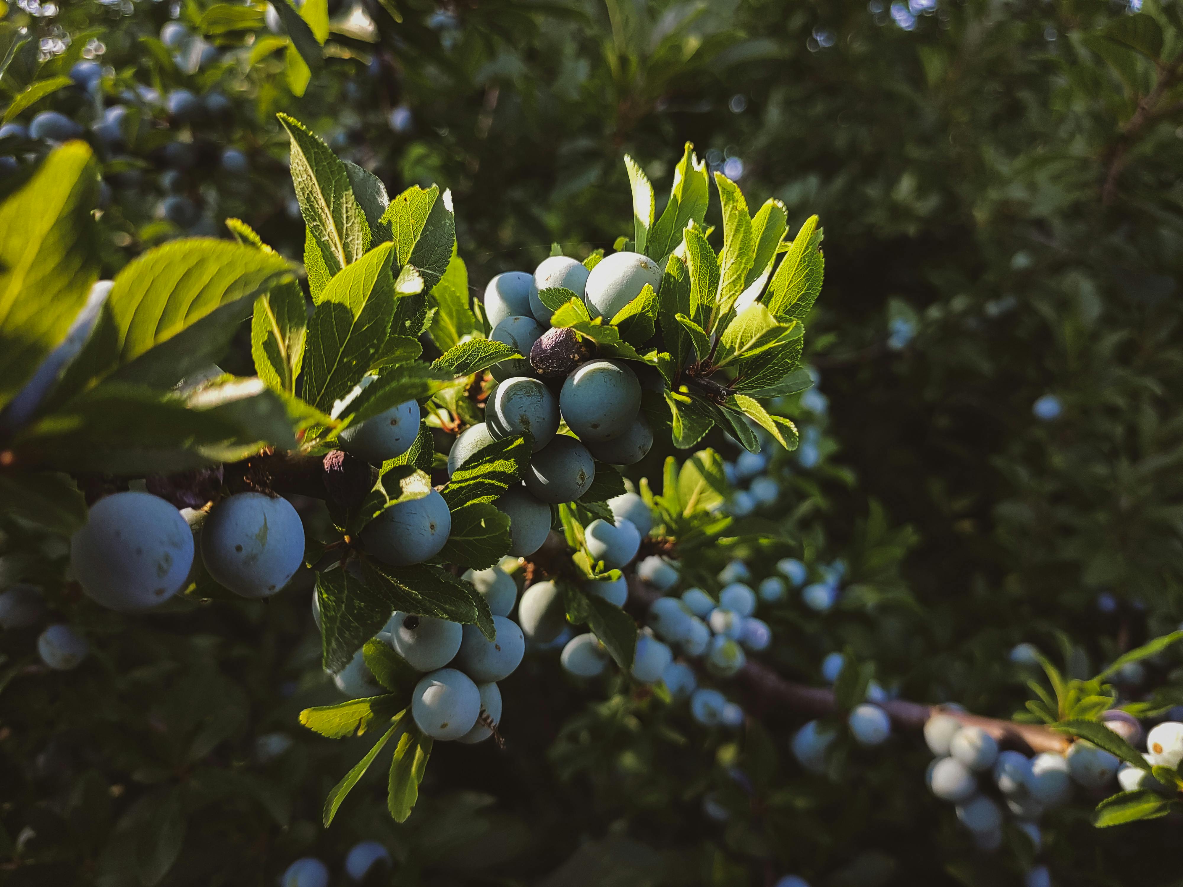 Blueberries on Branch · Free Stock Photo