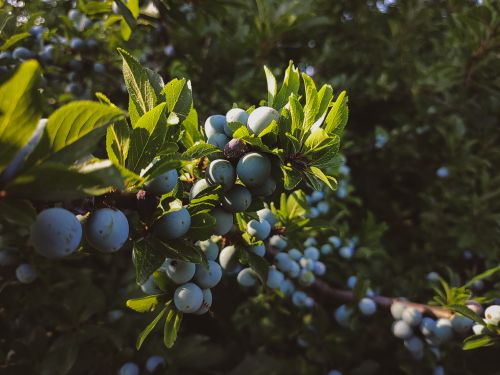 Free Fresh blueberries in sunlight on a branch with vibrant green leaves. Stock Photo