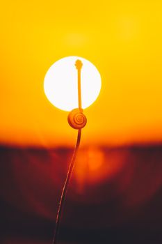 Close-up of a snail shell silhouetted against a vivid sunset, with rich orange and yellow tones.
