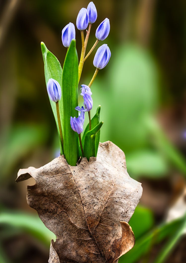 Close-up Of Alpine Squill Flowers 