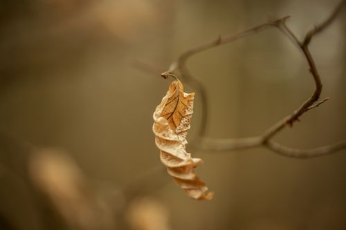 Free A detailed close-up of a dry autumn leaf hanging from a branch, symbolizing fall in nature. Stock Photo