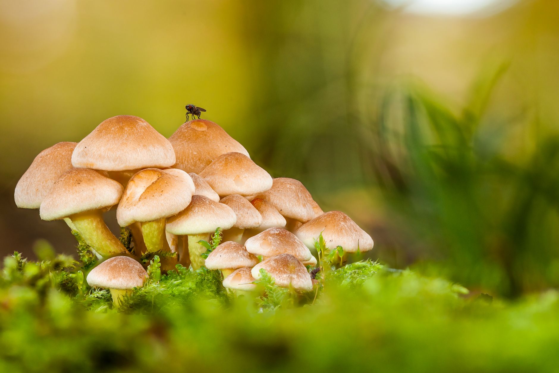 Fresh versus spoiled mushrooms showing color and texture differences