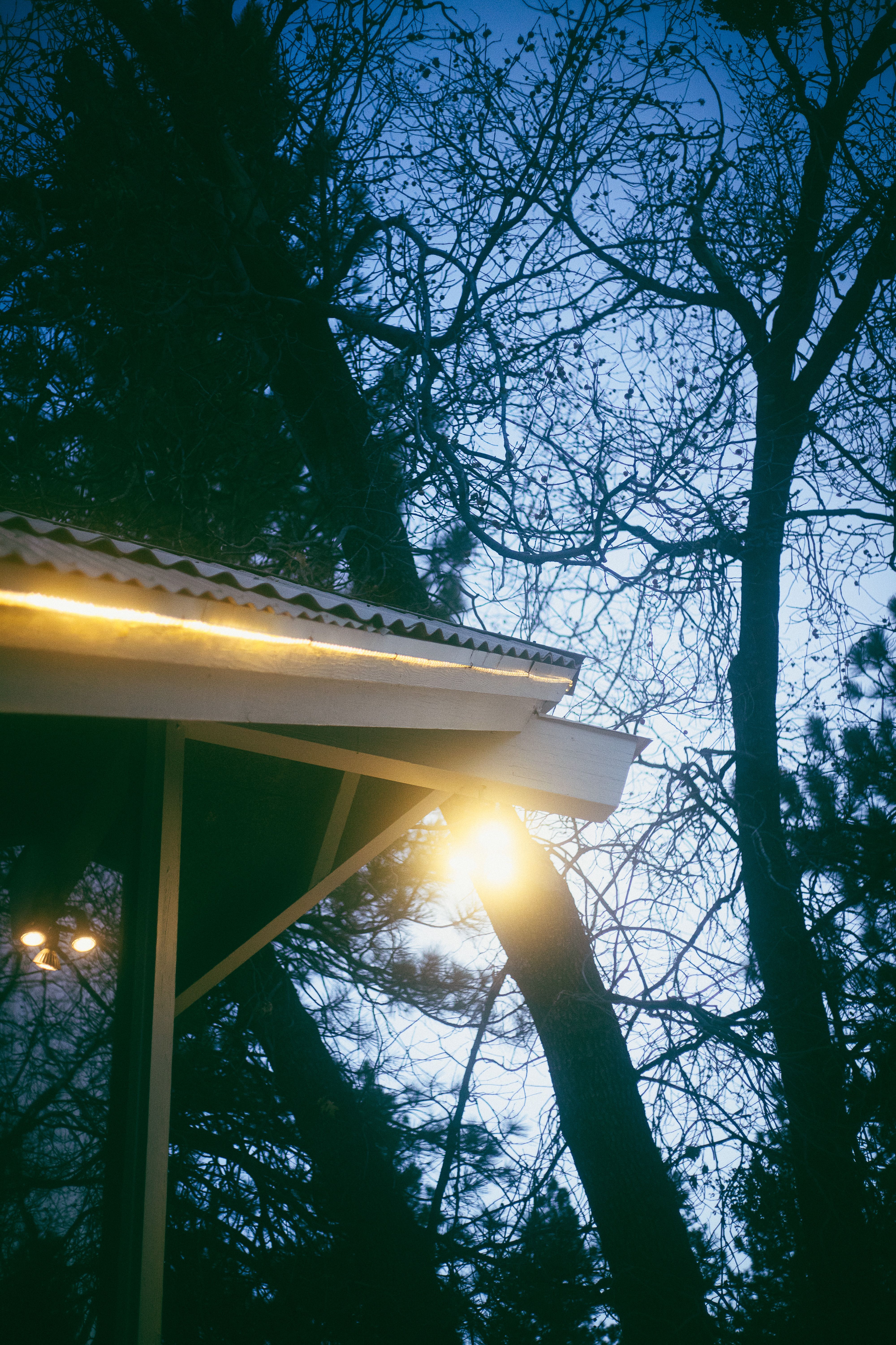 Low angle of building roof with bright lights against overgrown trees with wavy twigs in evening