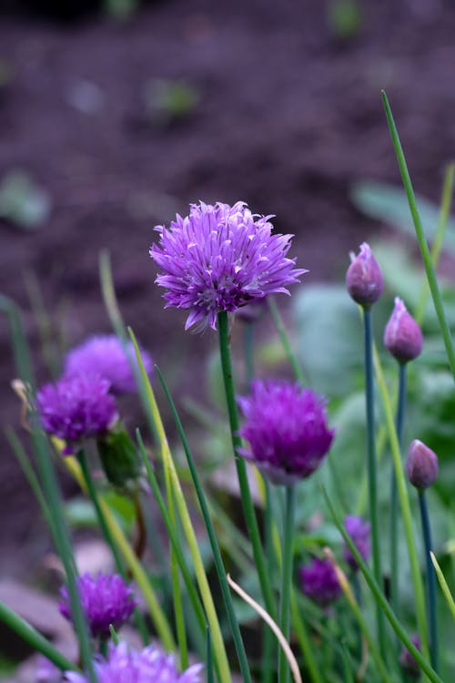 Photos gratuites de arrière-plan flou, croissance, fleurs de ciboulette