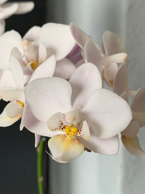 Free White Moth Orchid in Bloom Stock Photo