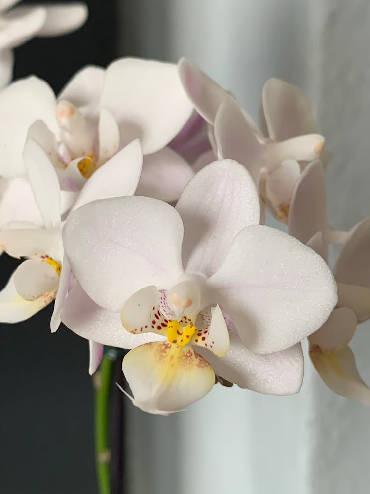 White Moth Orchid In Bloom