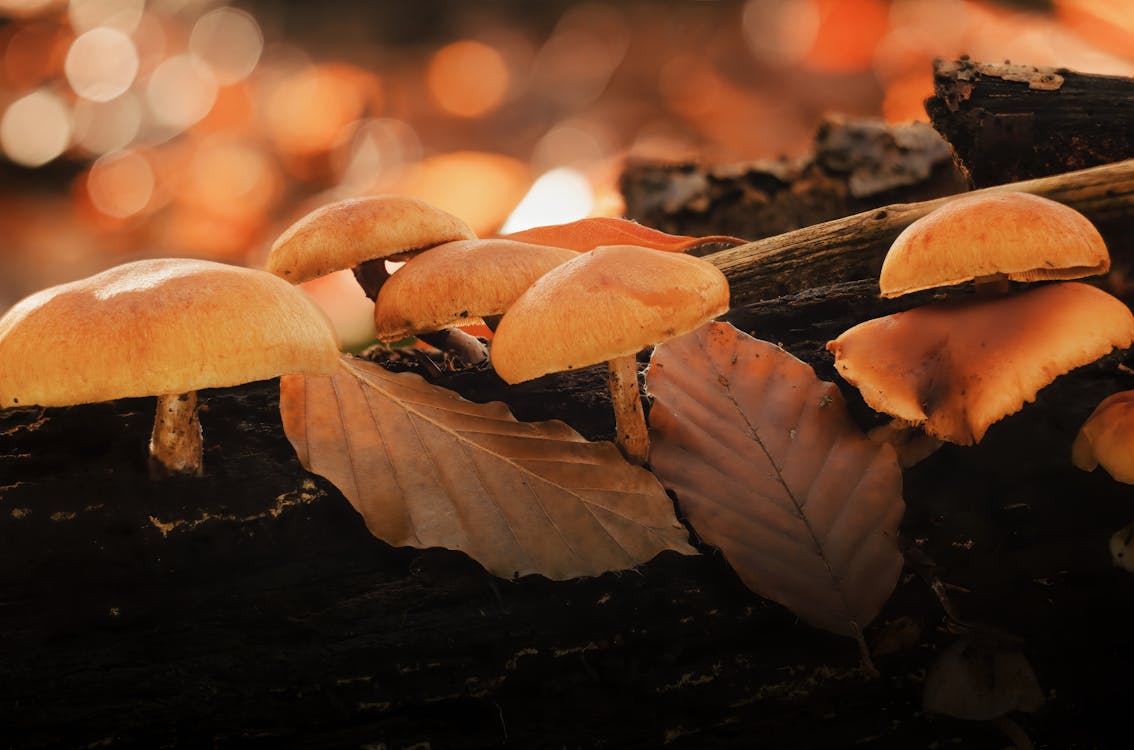 Δωρεάν στοκ φωτογραφιών με Boletus, ανάπτυξη, βοτανική