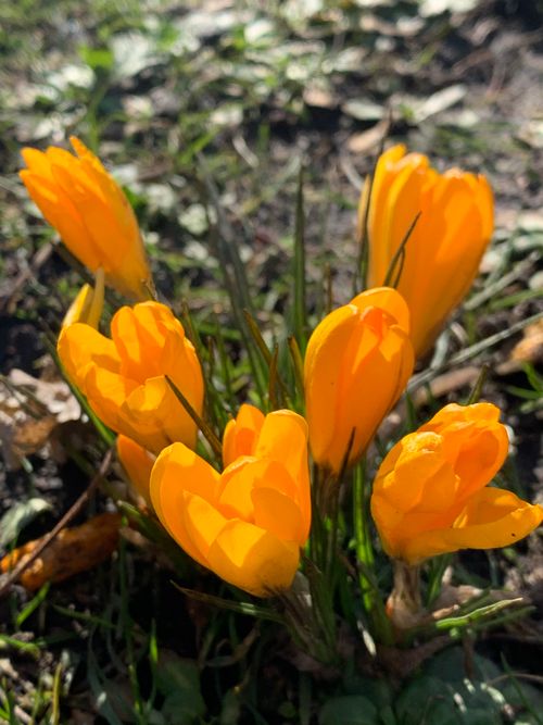 Free Vibrant yellow crocus flowers blooming outdoors, signaling the arrival of spring. Stock Photo