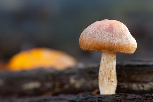 Free Close-Up Shot of a Mushroom Stock Photo