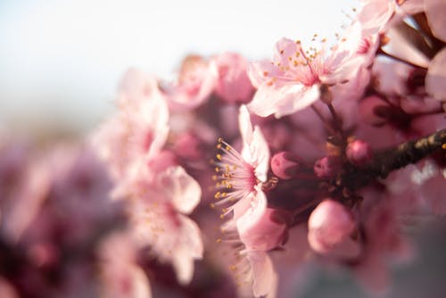 매크로, 봄, 아름다운 꽃의 무료 스톡 사진