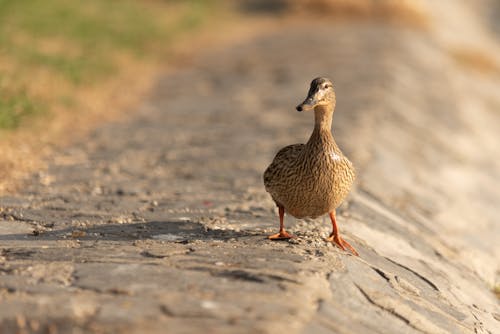 Free Close-Up Shot of a Wild Duck Stock Photo