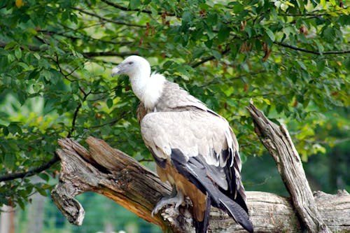 Close-Up Shot of a Vulture Perched on Tree Branch