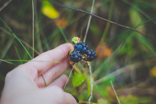 Close-up of a hand picking fresh blackberries surrounded by greenery outdoors.