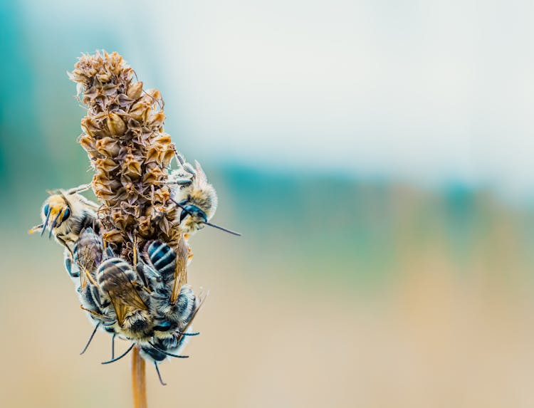 Close-Up Shot Of Bees On A Plant