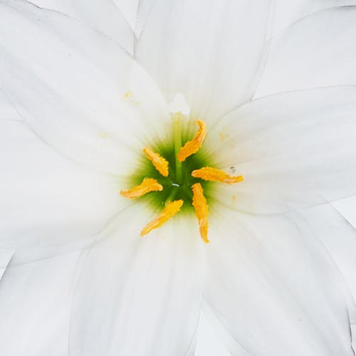 Free stock photo of white flower Stock Photo