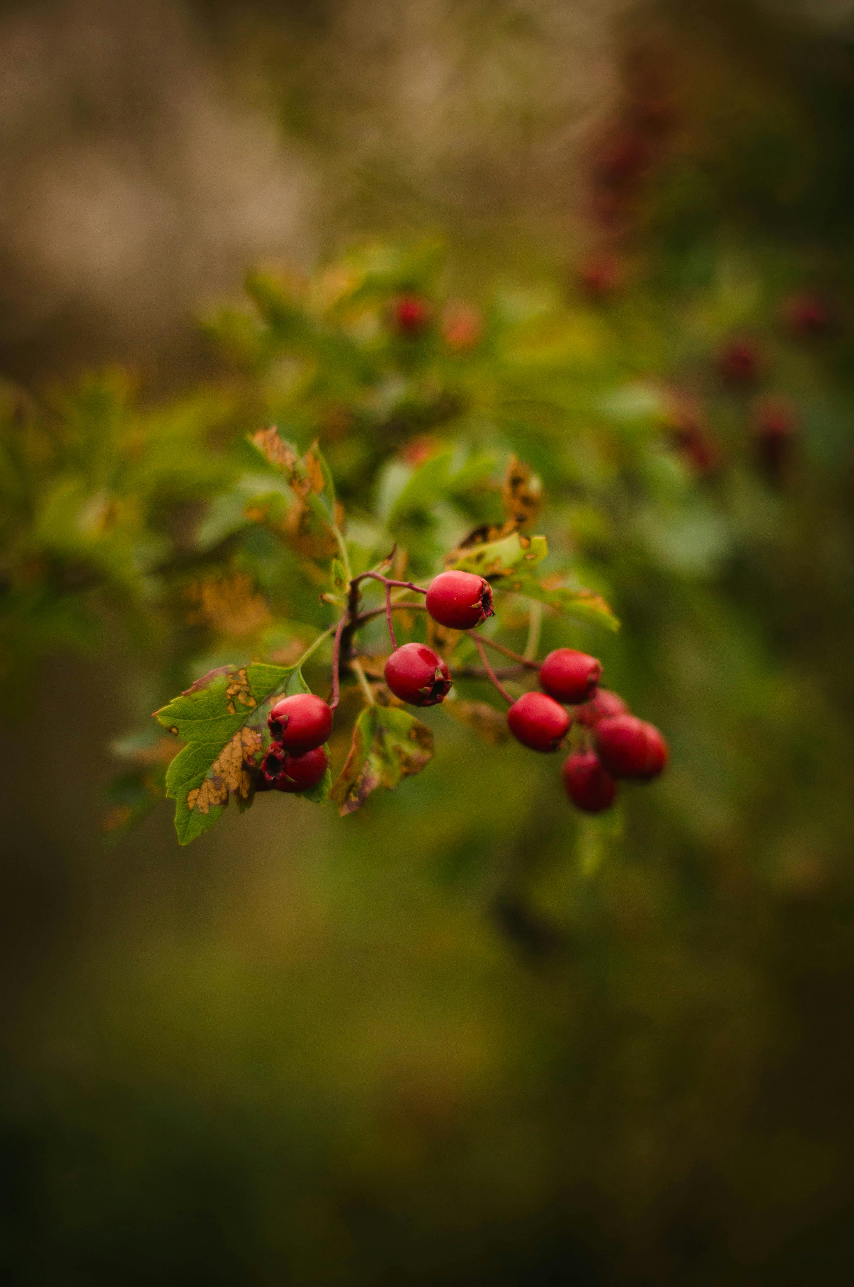 Red Flower Buds during Daytime · Free Stock Photo