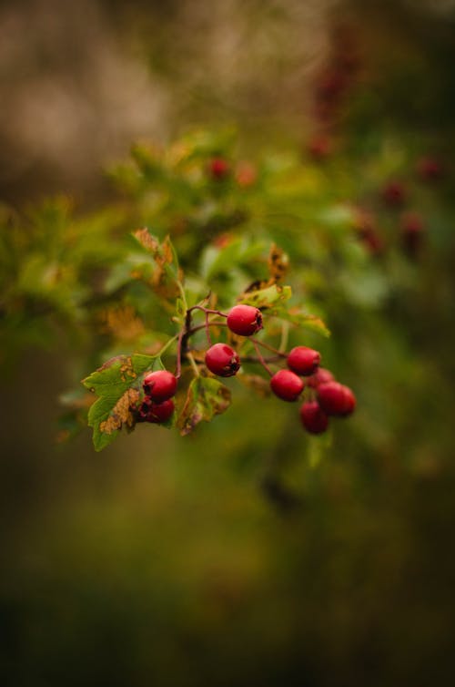 Red Flower Buds during Daytime