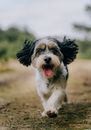 Close-Up Shot of an Adorable Yorkshire Terrier Running while Looking at Camera