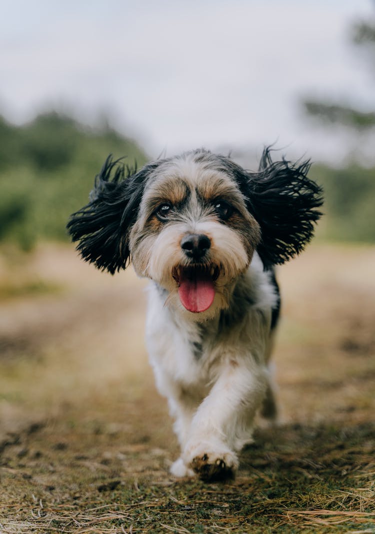 Close-Up Shot Of An Adorable Yorkshire Terrier Running While Looking At Camera