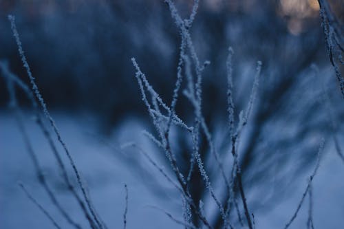 Ingyenes stockfotó befagyott, fagy, gallyak témában