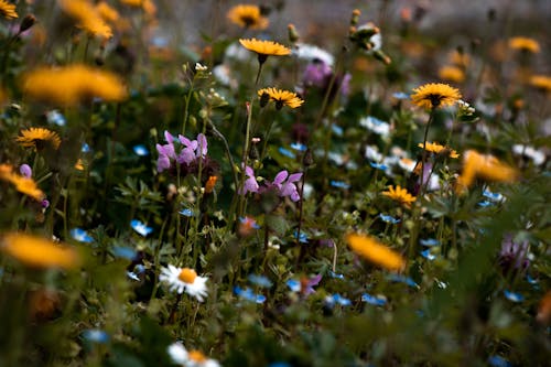 Flowers Blooming in Meadow