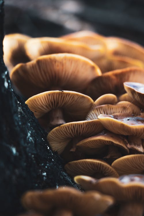 Close-Up Shot of Mushrooms 