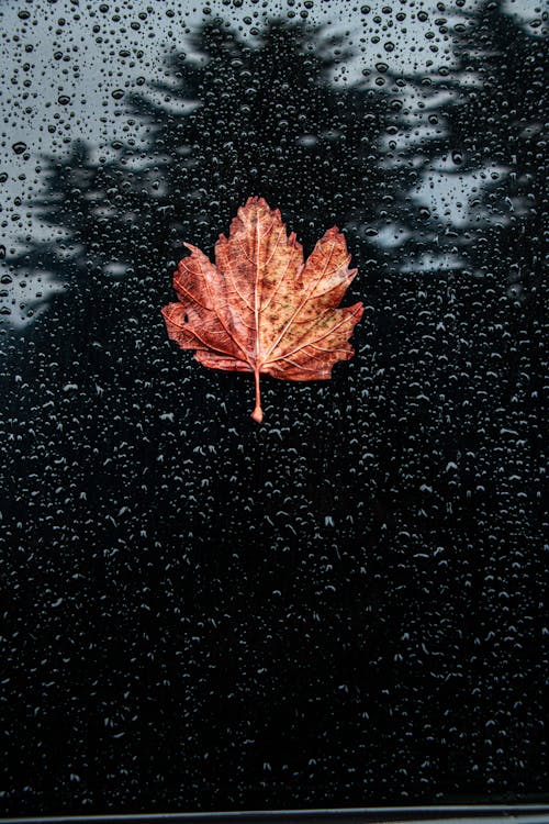 Brown Maple Leaf on Wet Glass Panel
