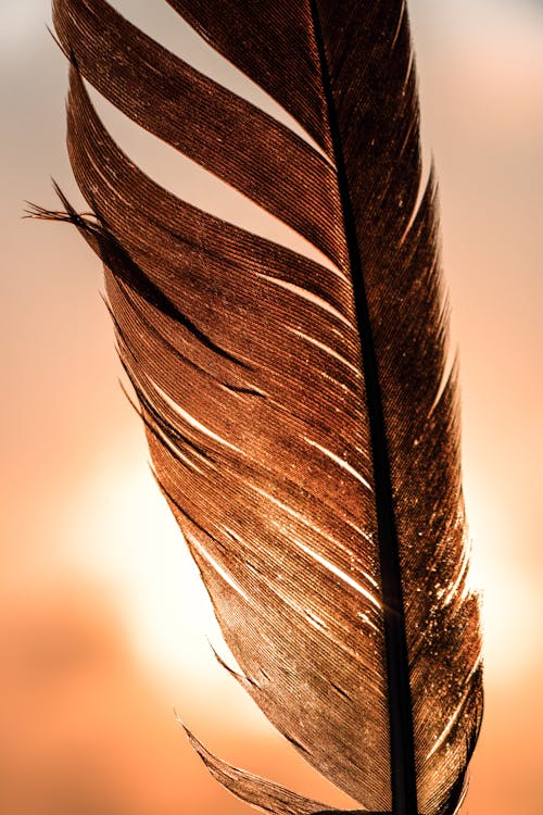 Black Feather in Close-up Photography