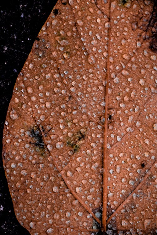 Waterdrops on Dried Leaves 