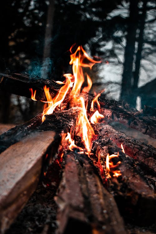 Immagine gratuita di avvicinamento, fiamme, foresta