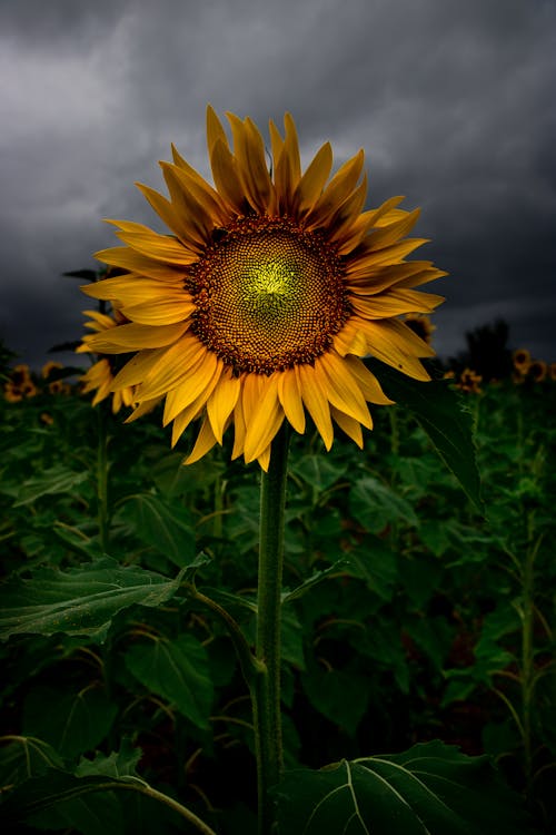 Yellow Sunflower in Close-up Photography