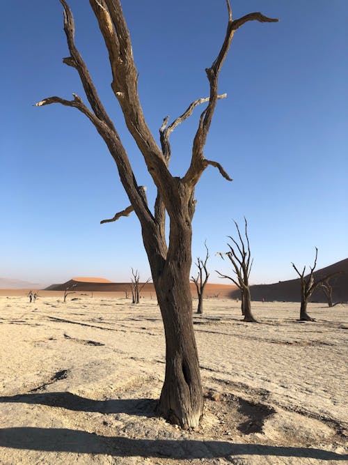 Free Leafless Trees on a Desert under a Clear Blue Sky Stock Photo