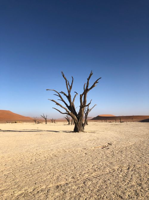 Free A captivating view of a barren desert landscape featuring a lone bare tree under a clear blue sky. Stock Photo