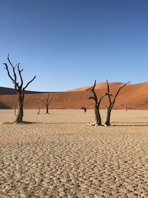 Free Bare Tree on Desert Stock Photo