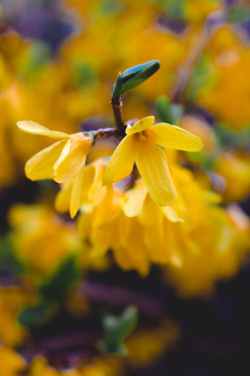 Shallow Focus of Blooming Forsythia Suspensa Flowers
