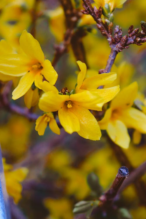 Foto profissional grátis de aumento, flora, floração